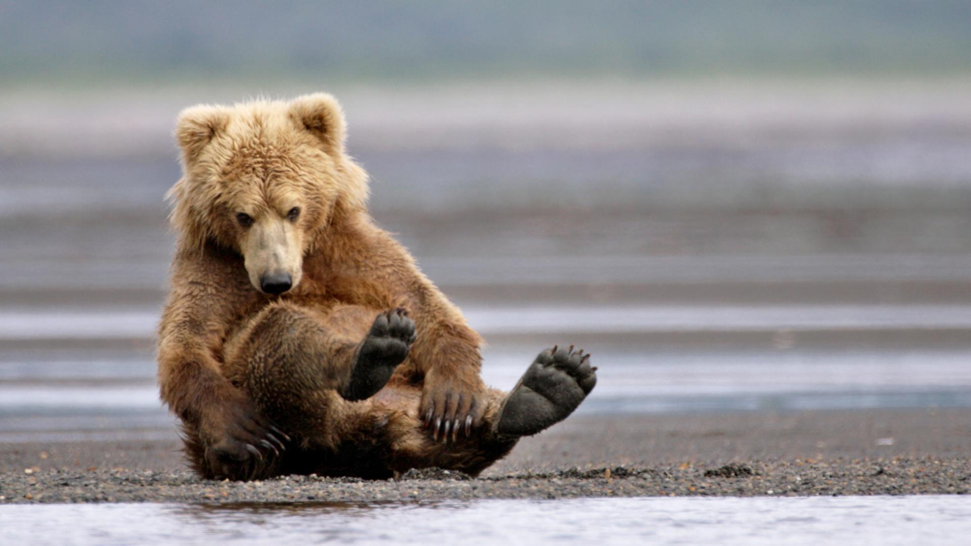 Pui de urs amețit de „mierea nebună”. Foto/Arhivă/Profimedia