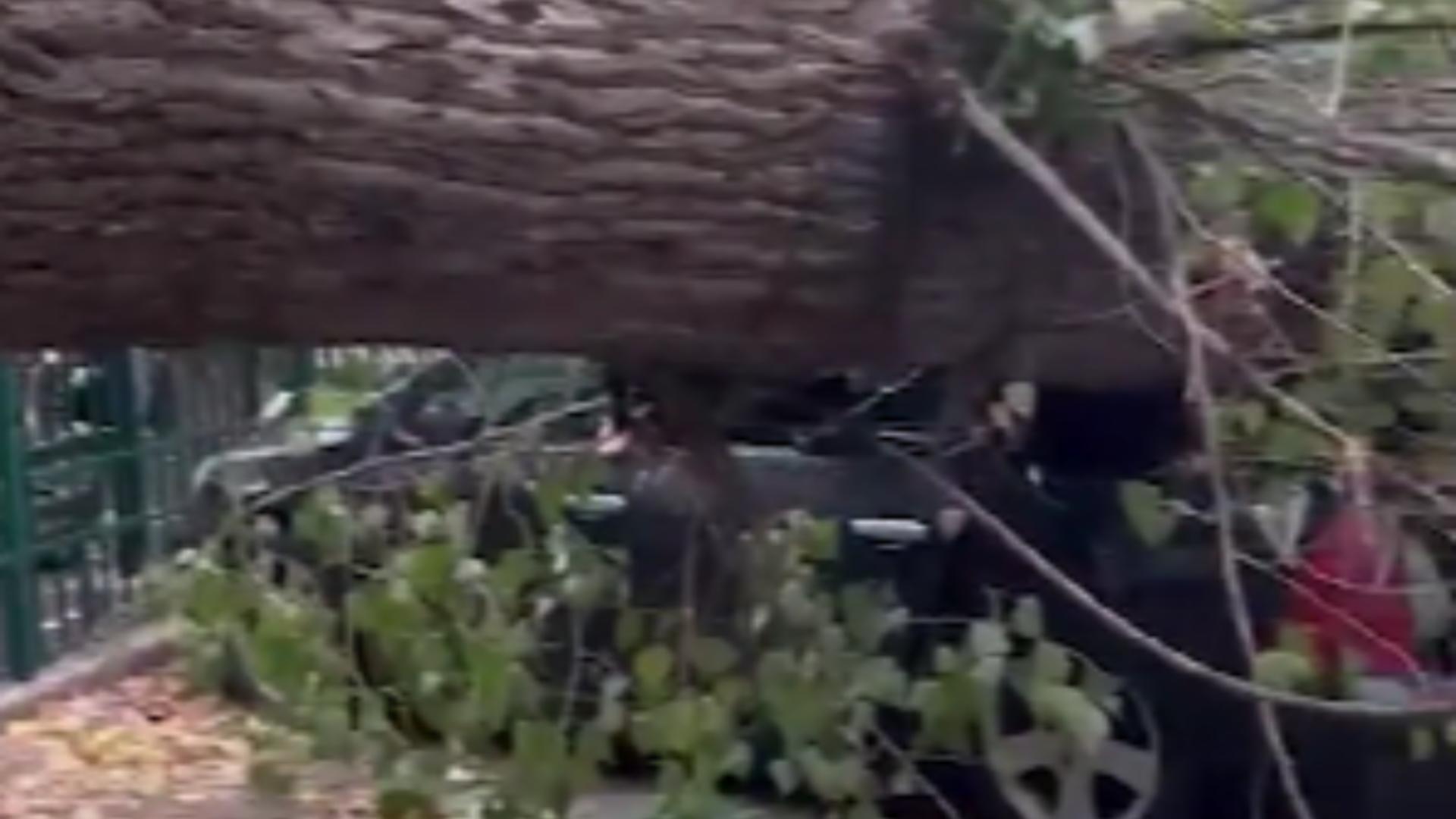 Copac prăbușit / Captură video