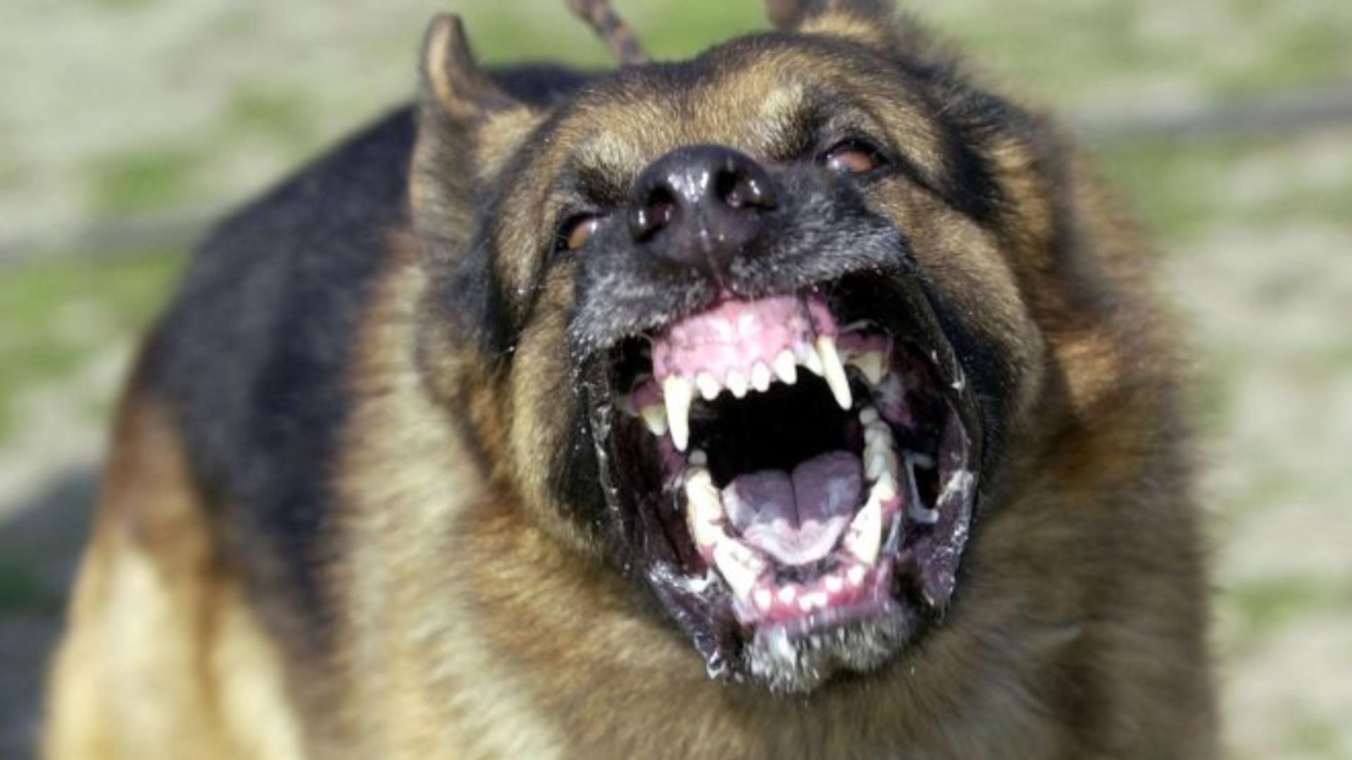 Asistentă MUȘCATĂ de un câine agresiv: tânăra a fost operată de urgență - Poliția a împușcat animalul