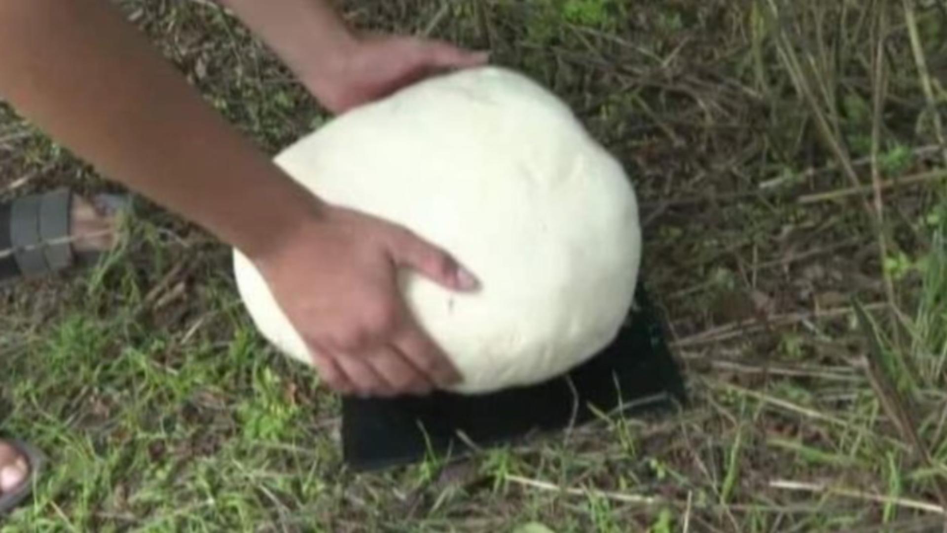 Ciuperca uriașă (foto: Pandurul)