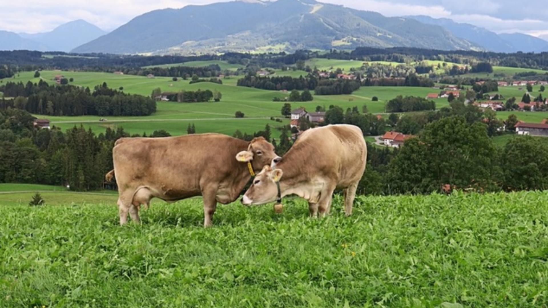 Investiție de 50 de milioane de euro în județul Dâmbovița, blocată de vaci