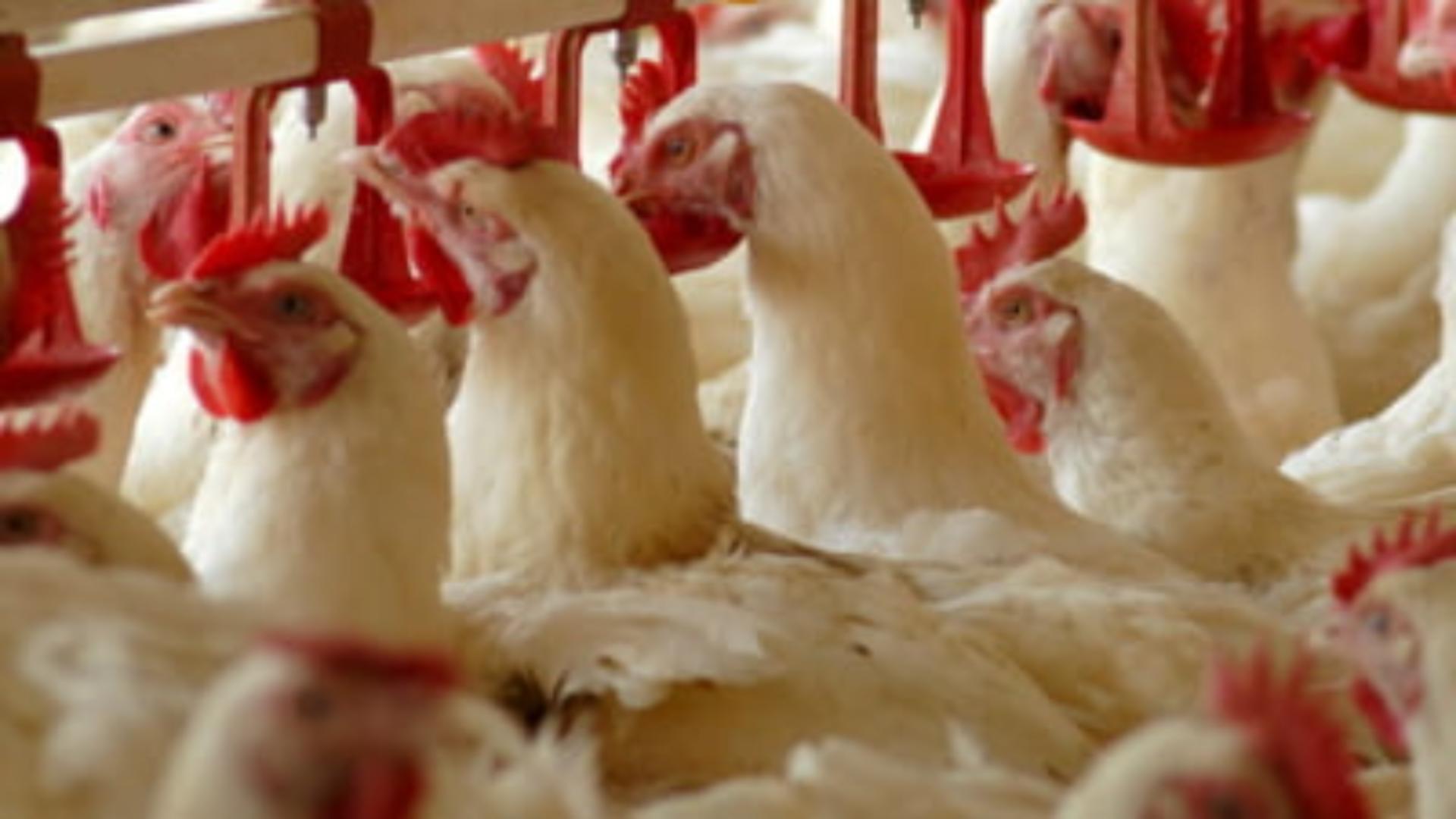 ALERTĂ în Spania: A fost confirmat PRIMUL caz de gripă aviară la om - Care au fost simptomele după infectare
