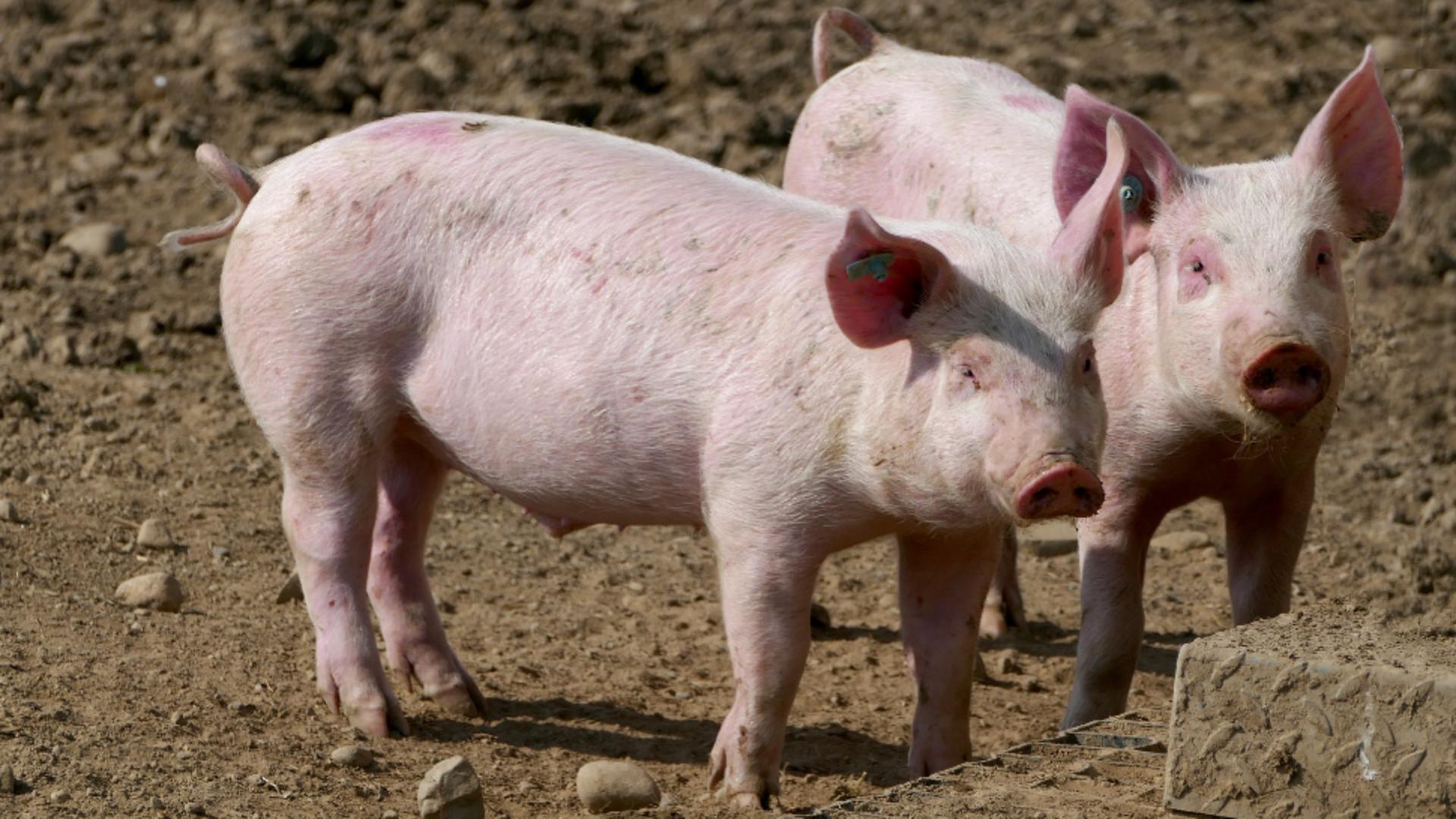 Ministrul Agriculturii cere renunțarea la LEGEA PORCULUI – Animalele pot fi sacrificate în curte