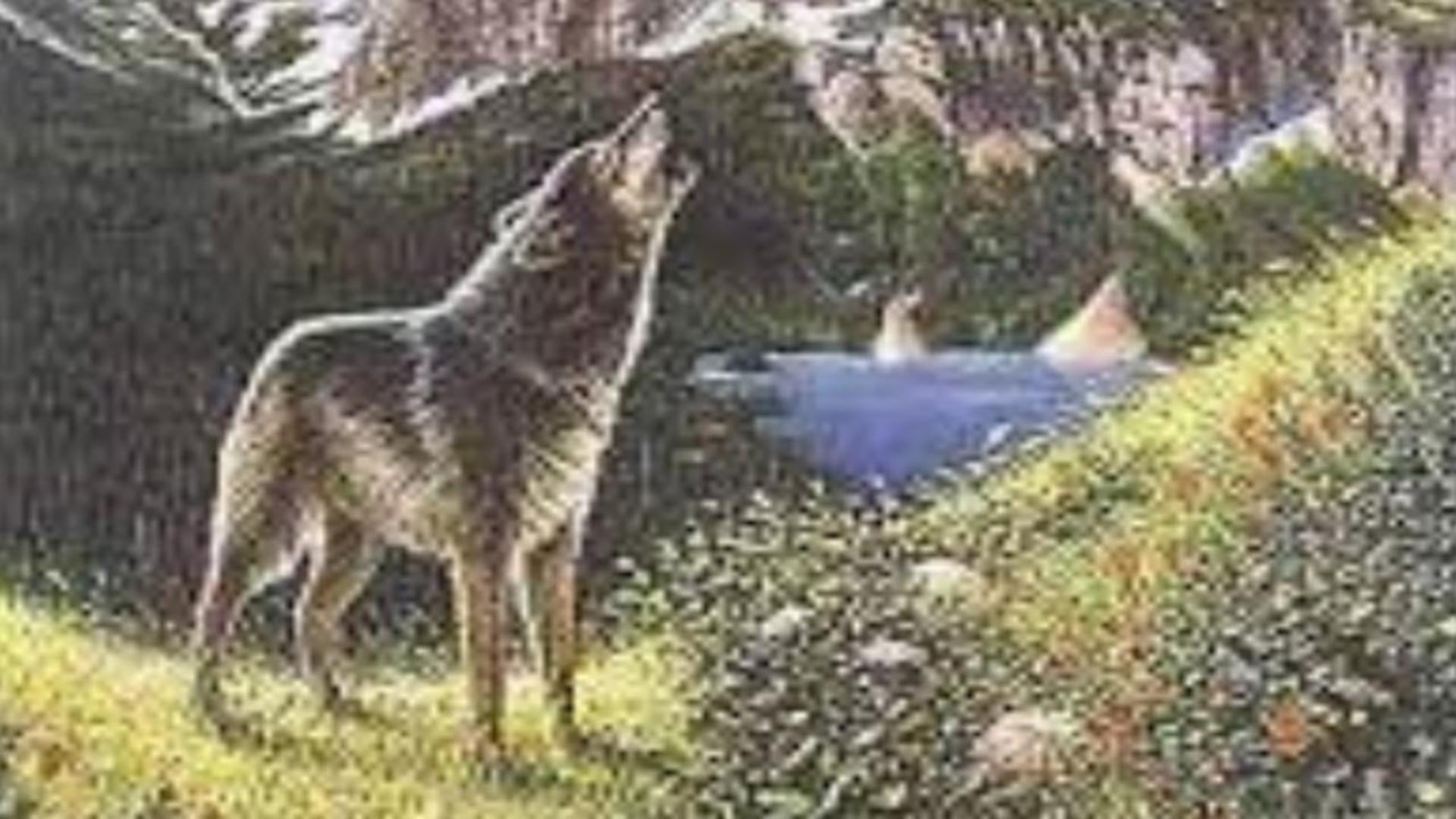 Iluzia optică perfectă - cea mai solicitantă probă: găsește cei 4 lupi! - FOTO