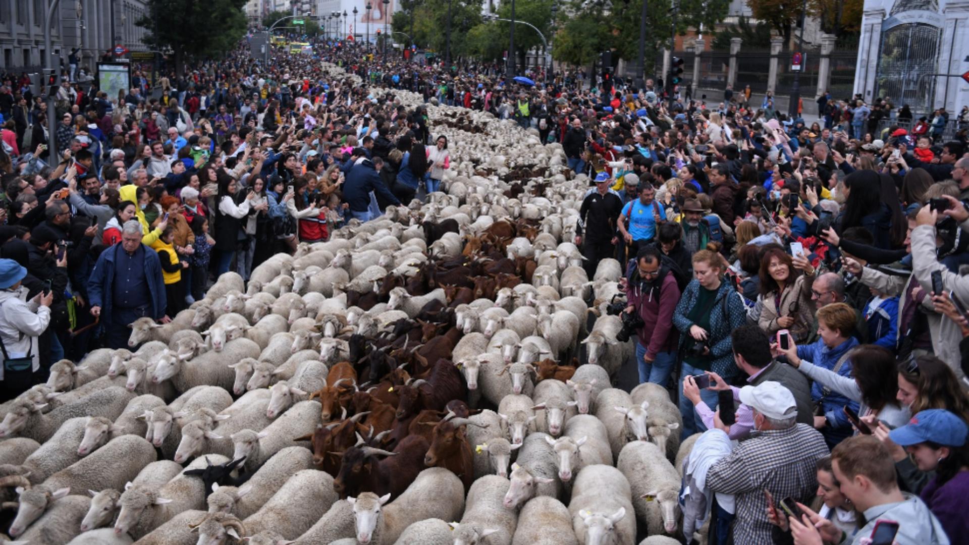 O fiesta mai specială, pe străzile Madridului. Foto/Profimedia
