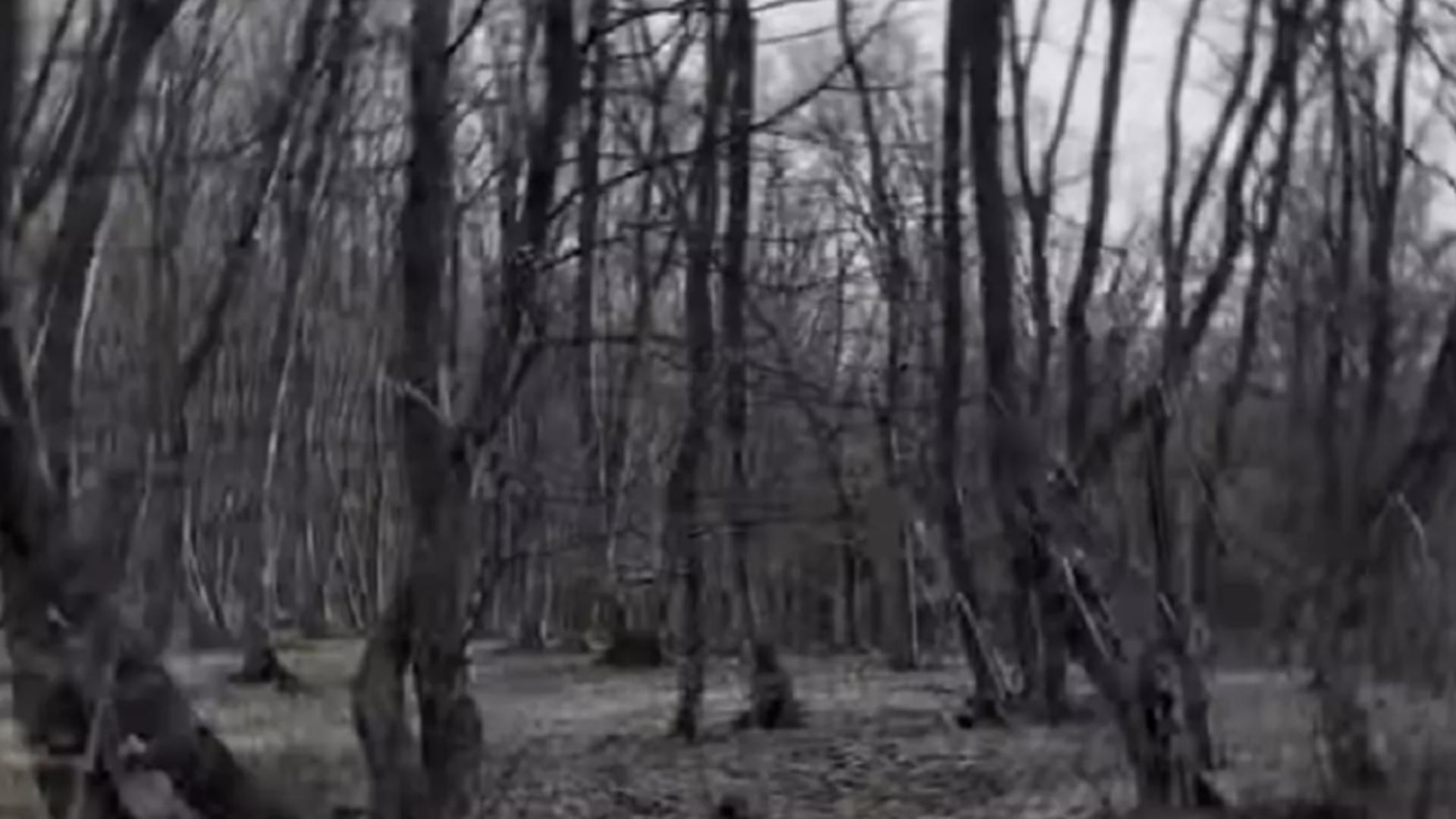 Pădurea Hoia Baciu / Captură Youtube