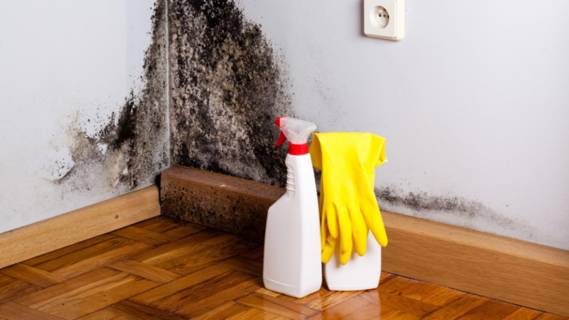 Cum scapi de mucegaiul din casă în mod natural și pentru totdeauna - OTRAVĂ lentă pentru organism