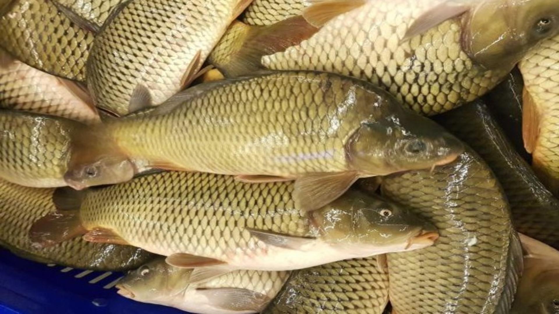 Peștele din Dunăre, pericol grav pentru sănătate 