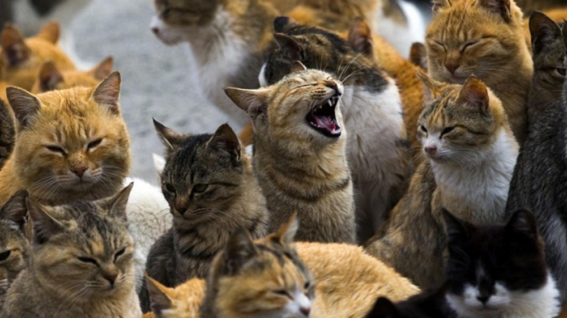 Grup de pisici