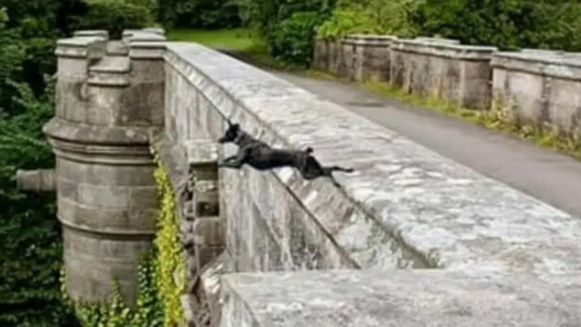 Locul misterios unde câinii sar în gol. Ce secret ascunde cel mai terifiant pod din lume