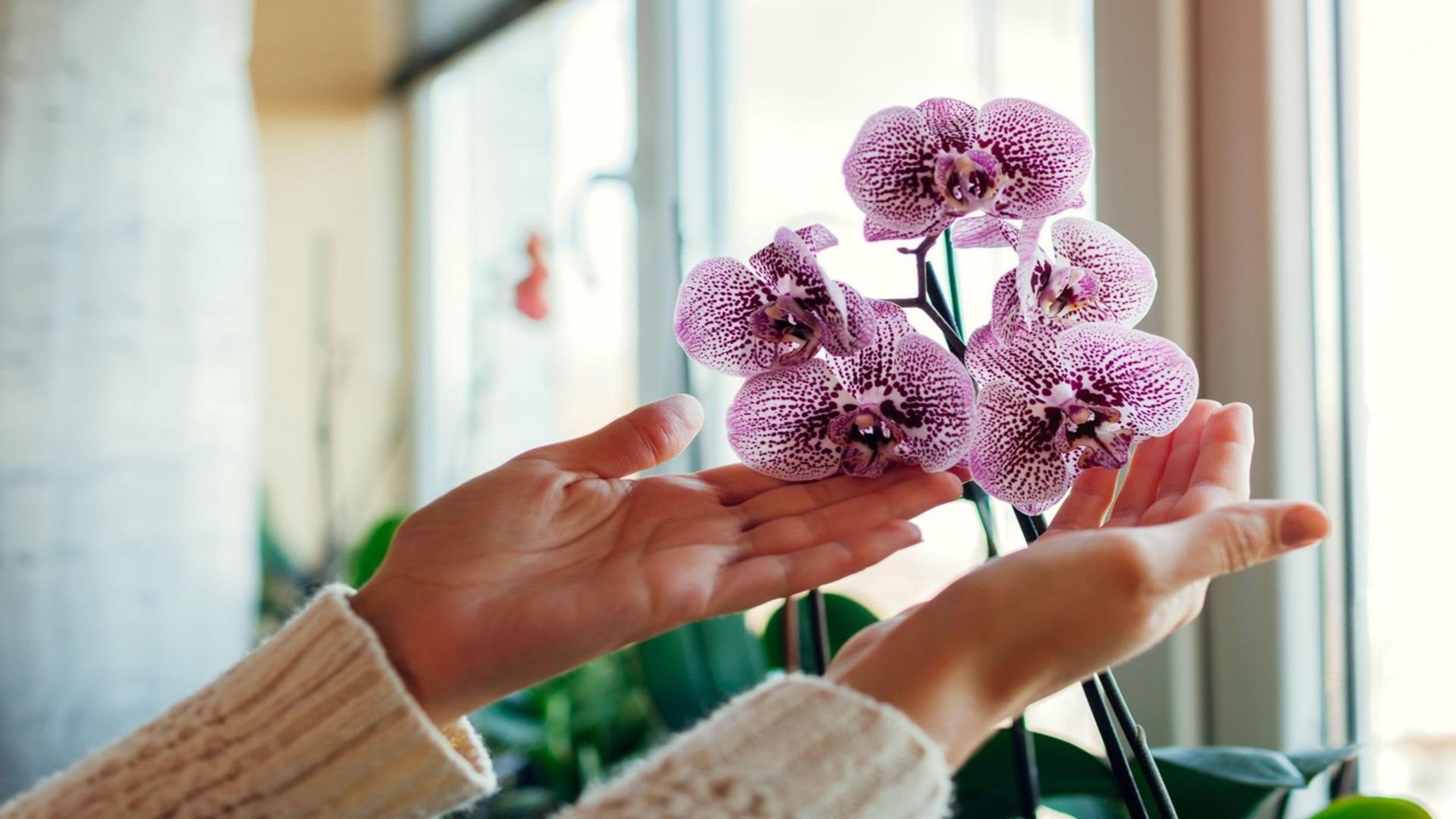 Cum să plantezi orhideea în ghiveci pentru o înflorire continuă  / Foto: Profi Media