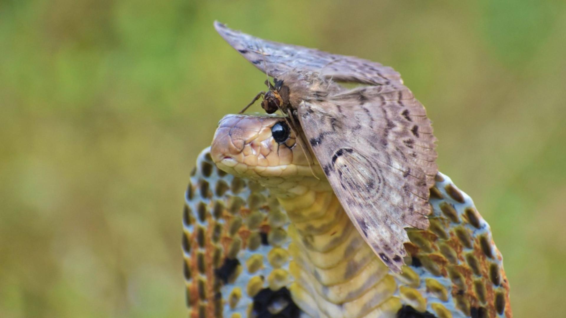 Cobra indiană (Profimedia)
