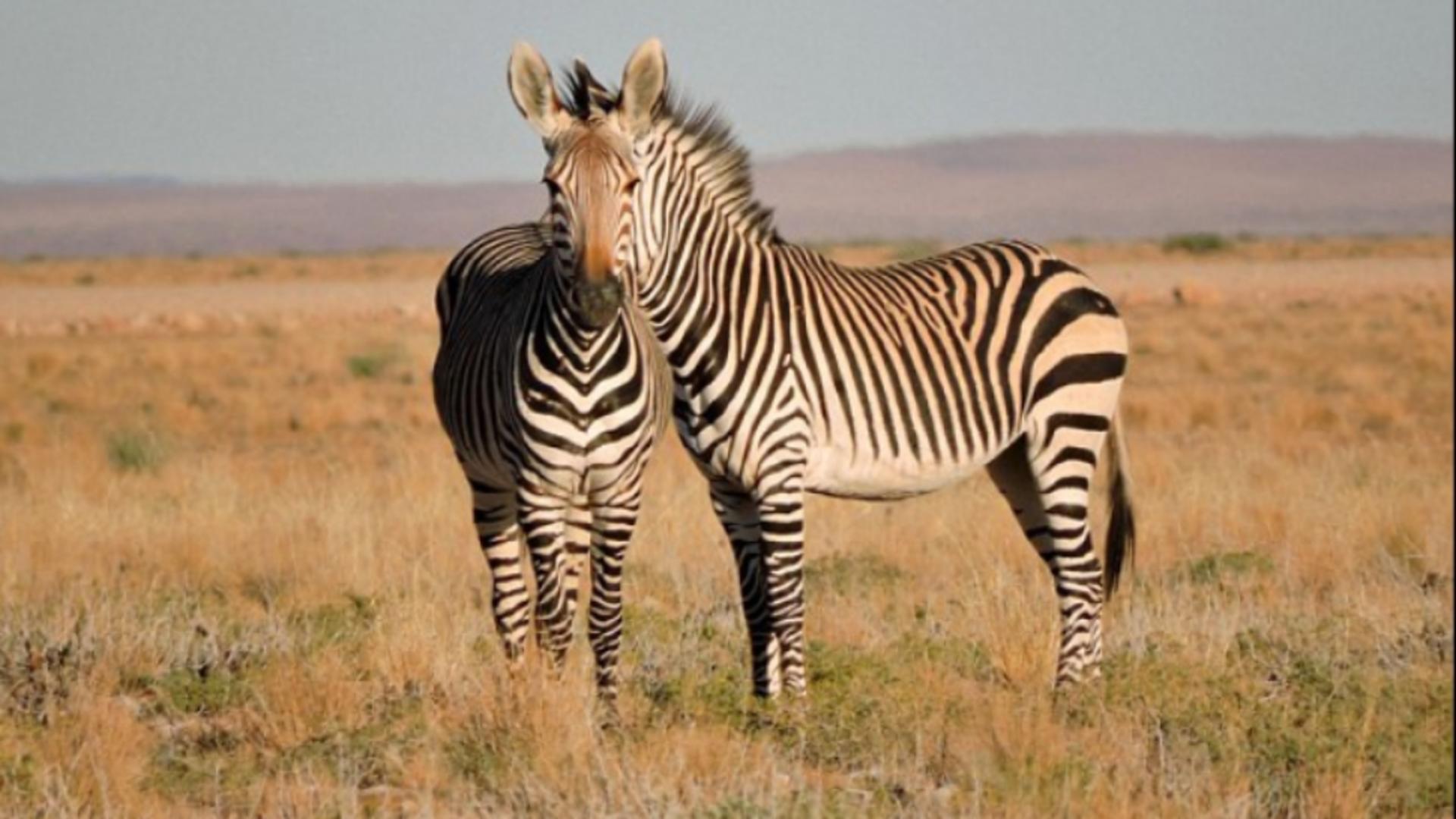 Iluzia optică perfectă: două zebre, același cap