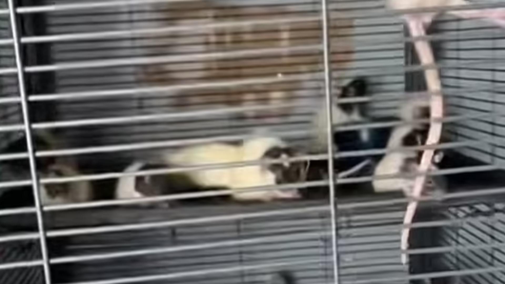 Descoperire de coșmar: Copilaș găsit în condiții mizere, alături de mama sa și peste 300 de șobolani, gândaci, reptile