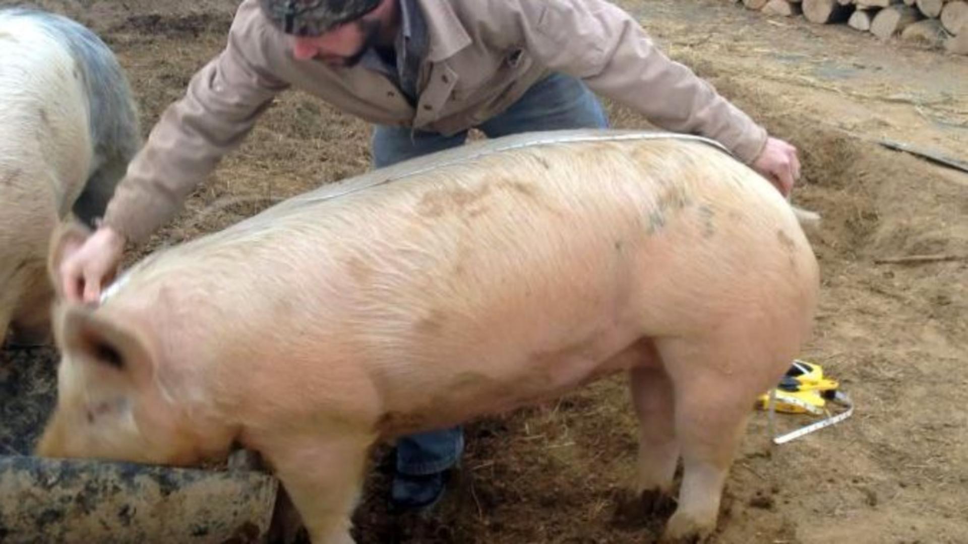 Porc măsurat (foto: Agrointel)