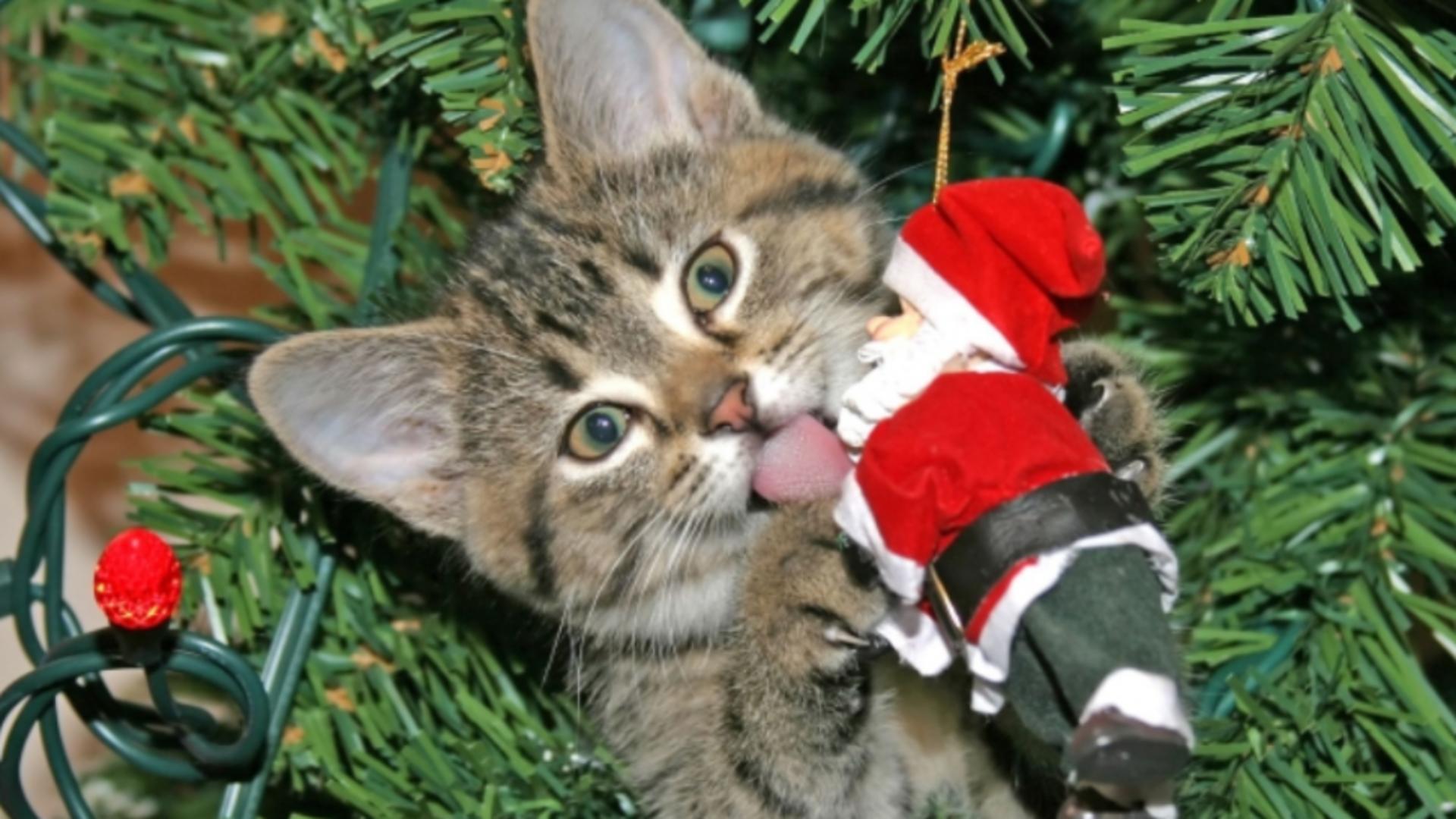 Pisică în bradul de Crăciun