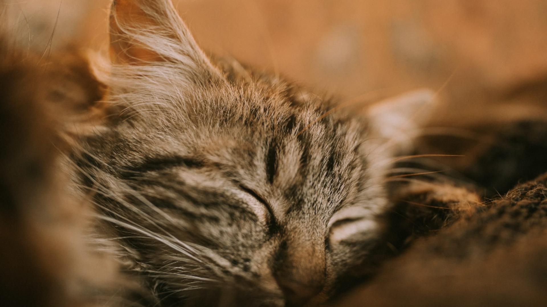 Pisica, terapeutul blănos - Torsul și efectele lui miraculoase asupra oamenilor