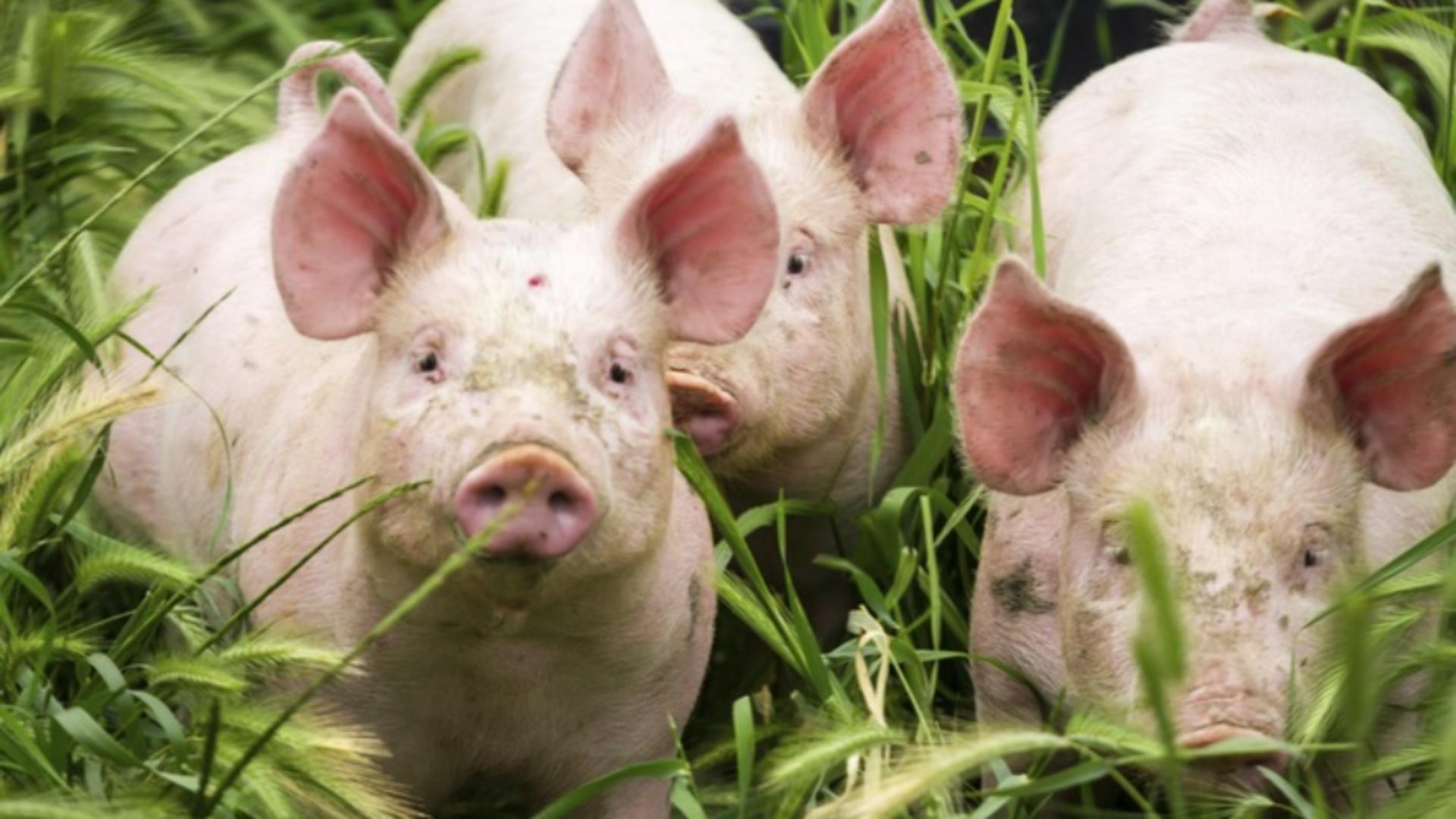 Atenţie de unde luaţi carnea de porc! Protecția Consumatorilor, avertisment pentru populație 
