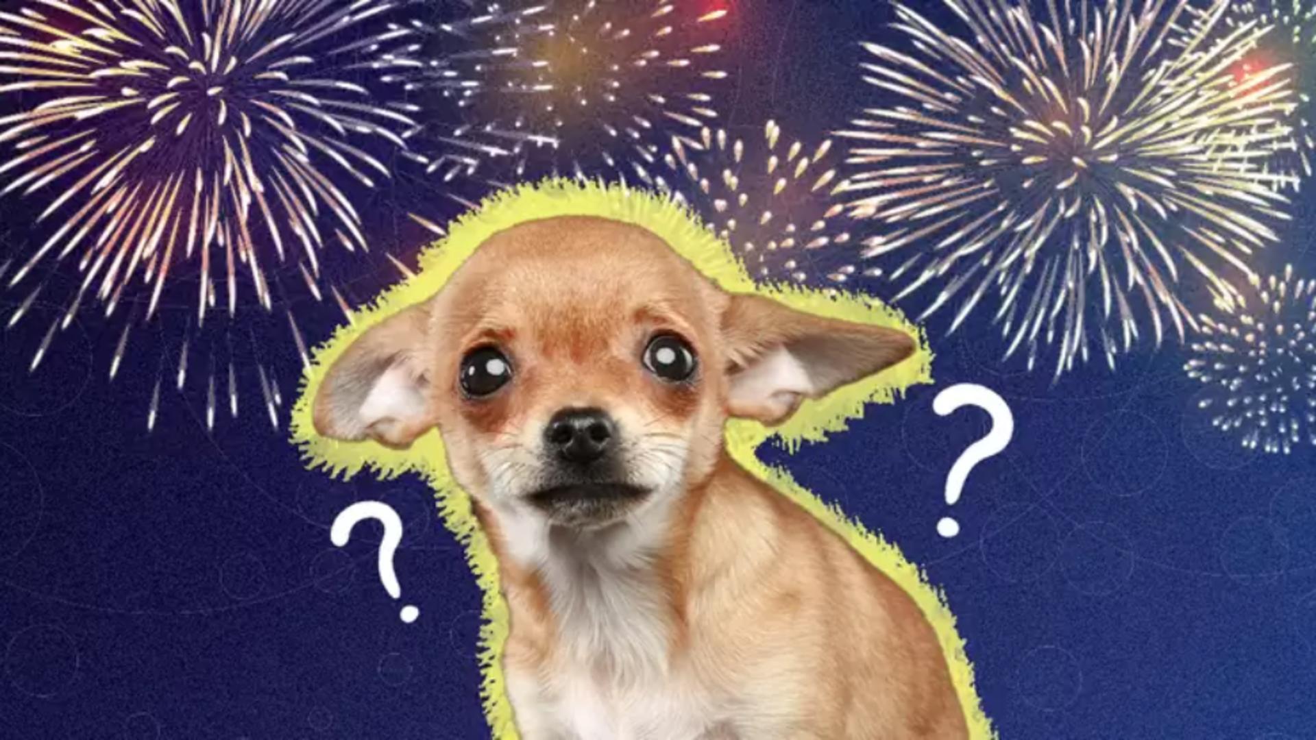 Cum ne ferim cânii și pisicile de șocul exploziilor de artificii. Ce le sperie cel mai rău