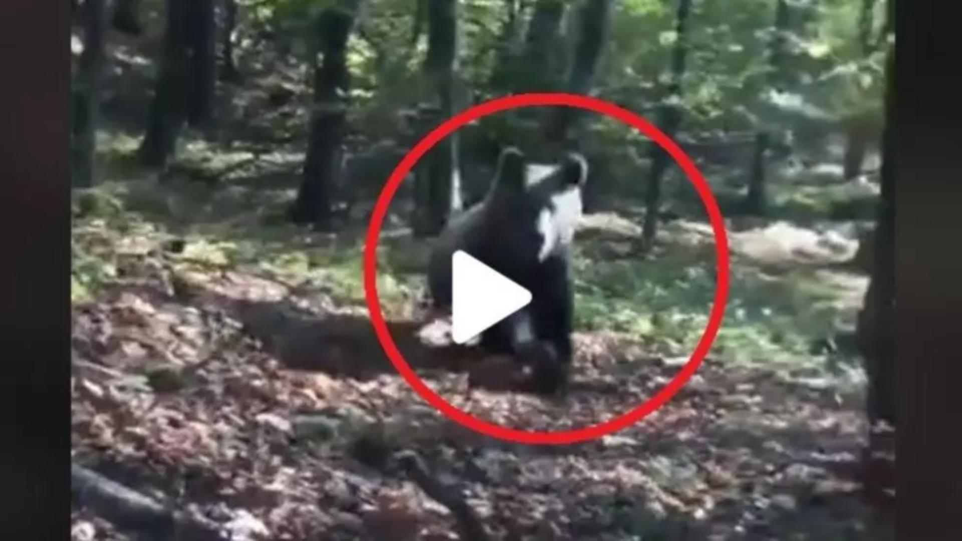 VIDEO – Ursul alerga prin pădure, în mare viteză, și a fost la un pas să dea peste oameni – Cum a reacționat când i-a văzut