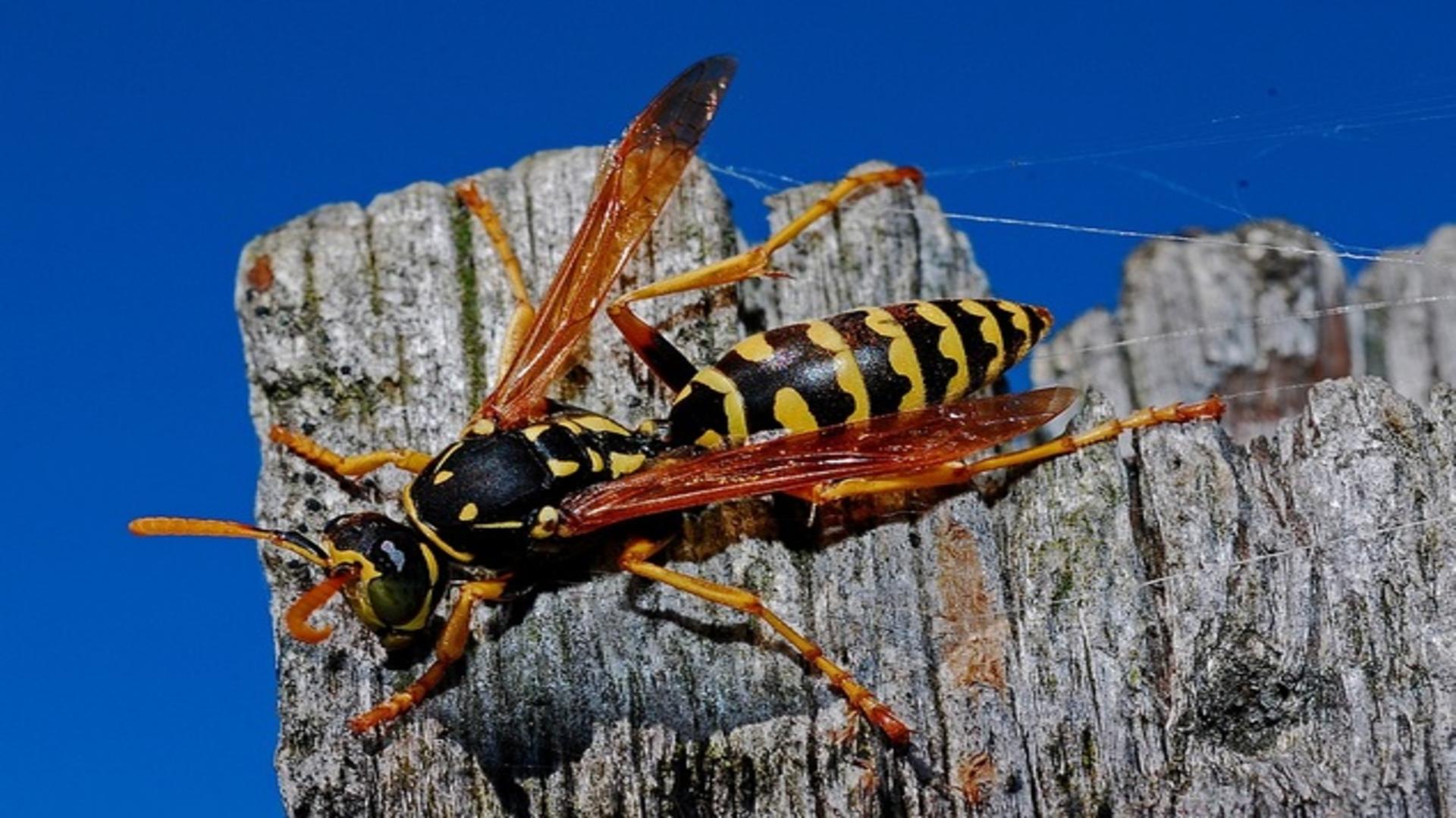 Invazie de viespi asiatice în Europa - cât de periculoasă este înțepătura