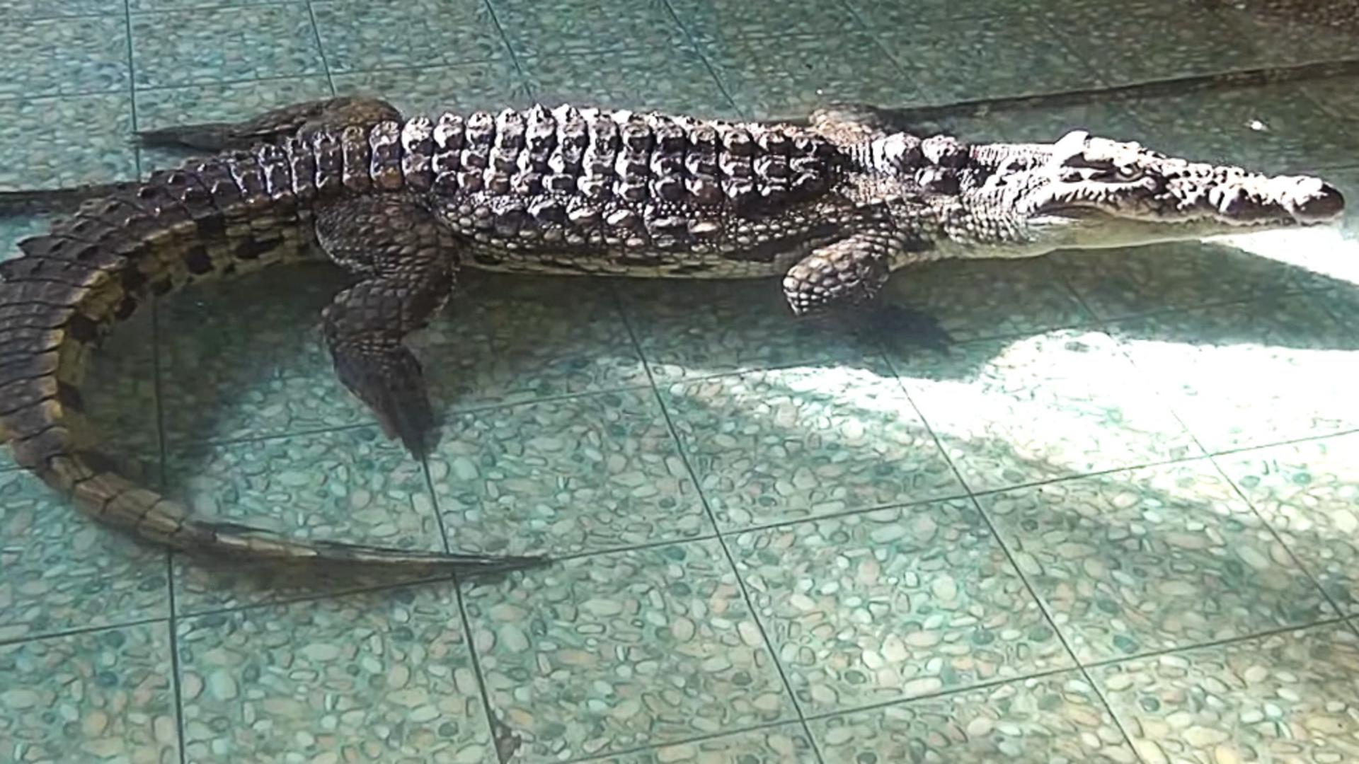 Cel mai mare crocodil din România poate fi vizitat la Grădina Zoologică Sibiu. Sursa foto: captură YouTube