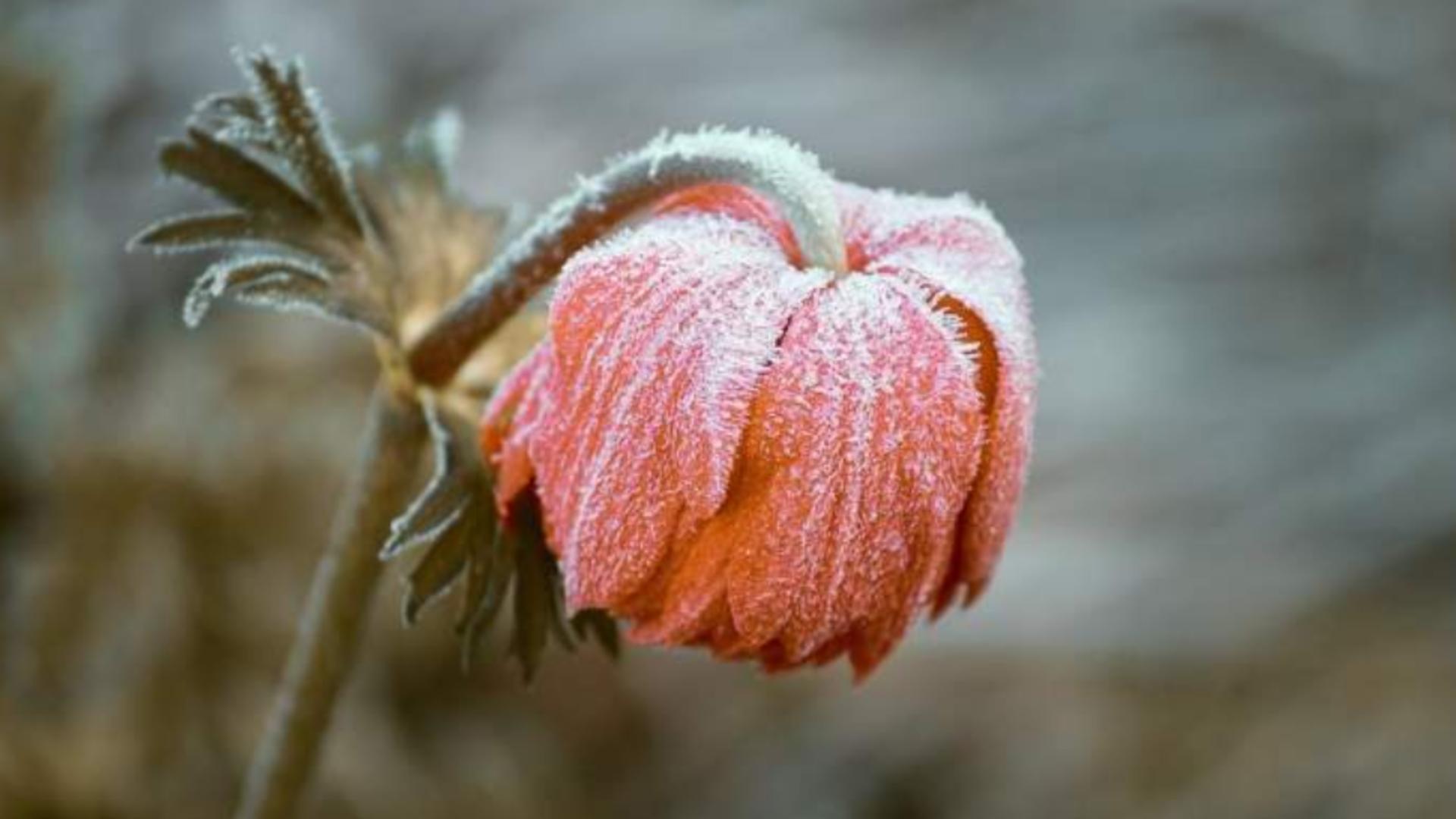 Prognoza meteo 4 săptămâni. Iarnă atipică în România - Când va fi zăpadă, în luna februarie