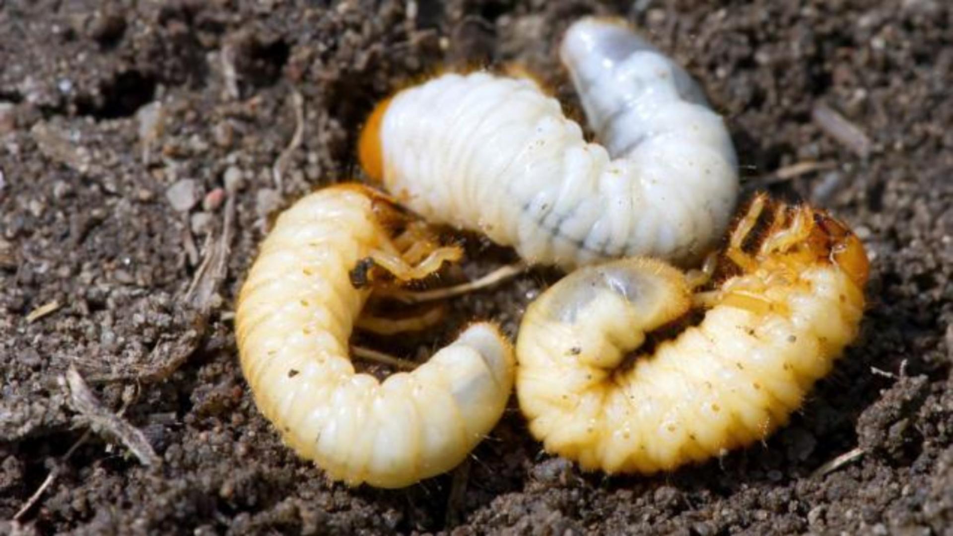 Larva gândacului de bălegar - cea mai nouă „delicatesă” introdusă de Uniunea Europeană pe lista alimentelor
