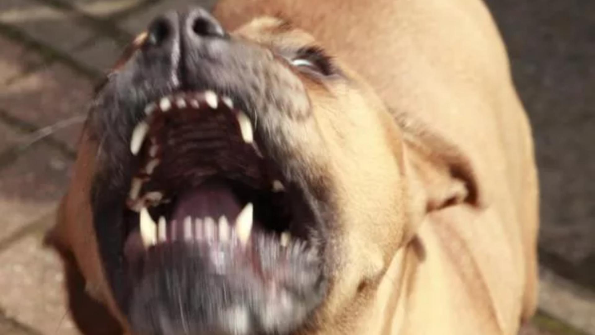 Câine de luptă, capturat după un ATAC lângă o grădiniță din Deva - Animalul agresiv umbla liber pe străzi