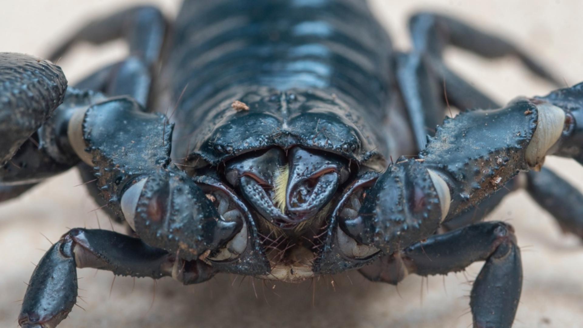 Scorpionul albastru de pădure (Profimedia)