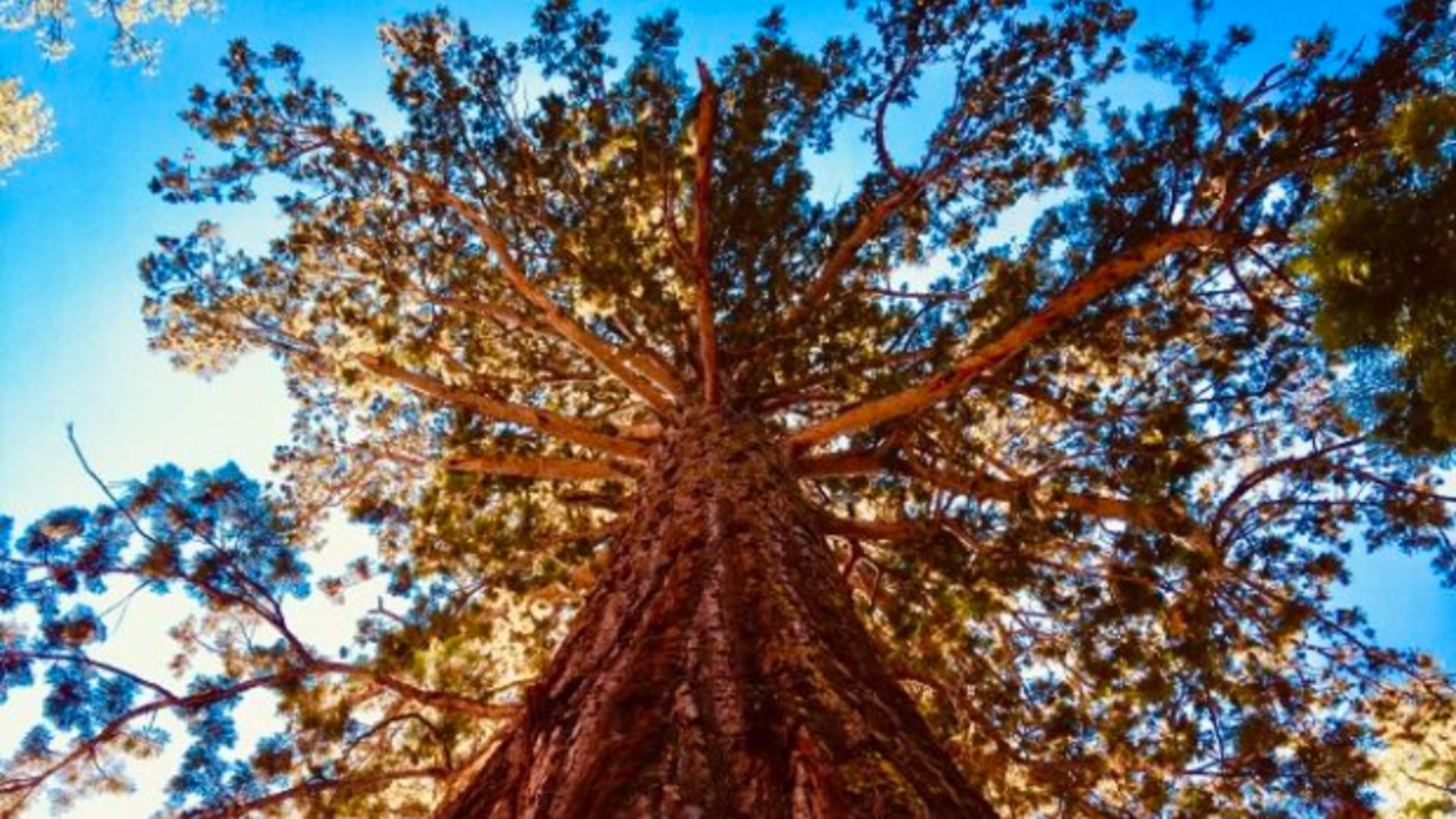 Misterul arborelui gigant din Semenic. Are 200 de ani nimeni nu știe cum a crescut acolo