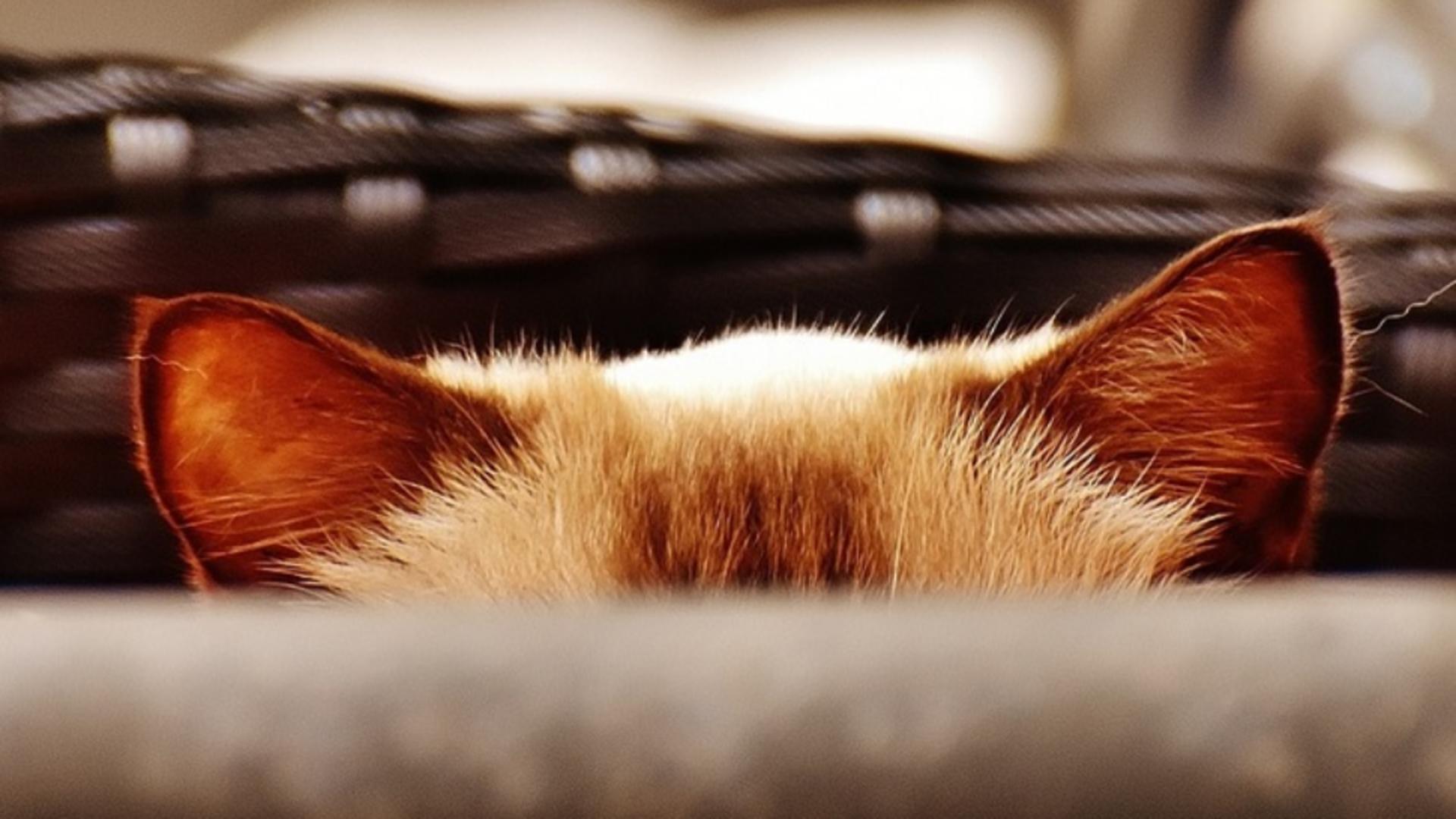 Pisicile te spionează tot timpul cu urechile și știu tot ce faci