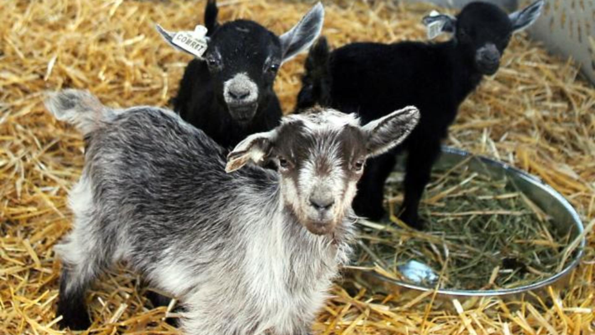 În loc să fie îngrijite, caprele pigmee au ajuns în meniul grădinii zoologice 