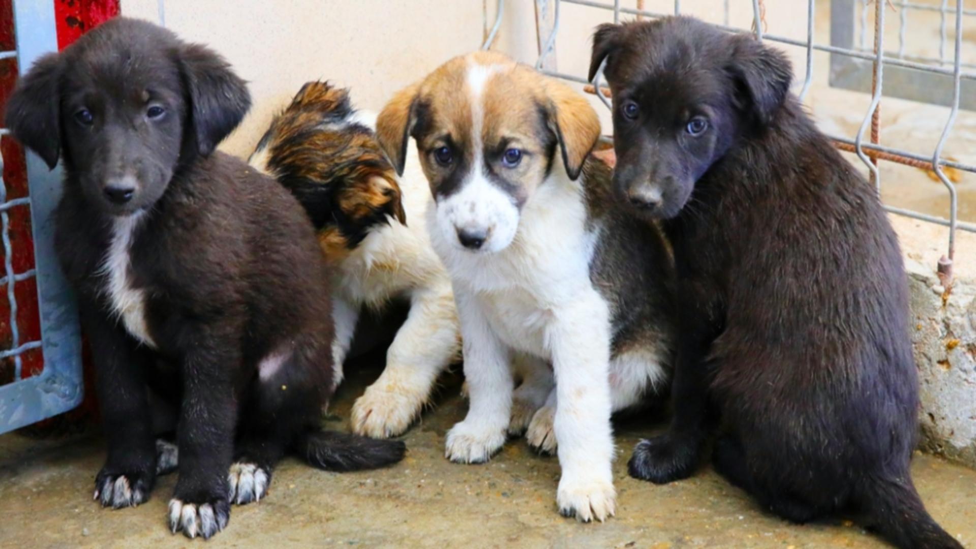 Hunedoara: Un medic veterinar, cercetat pentru fals într-un dosar privind exportul a 25 de câini fără adăpost
