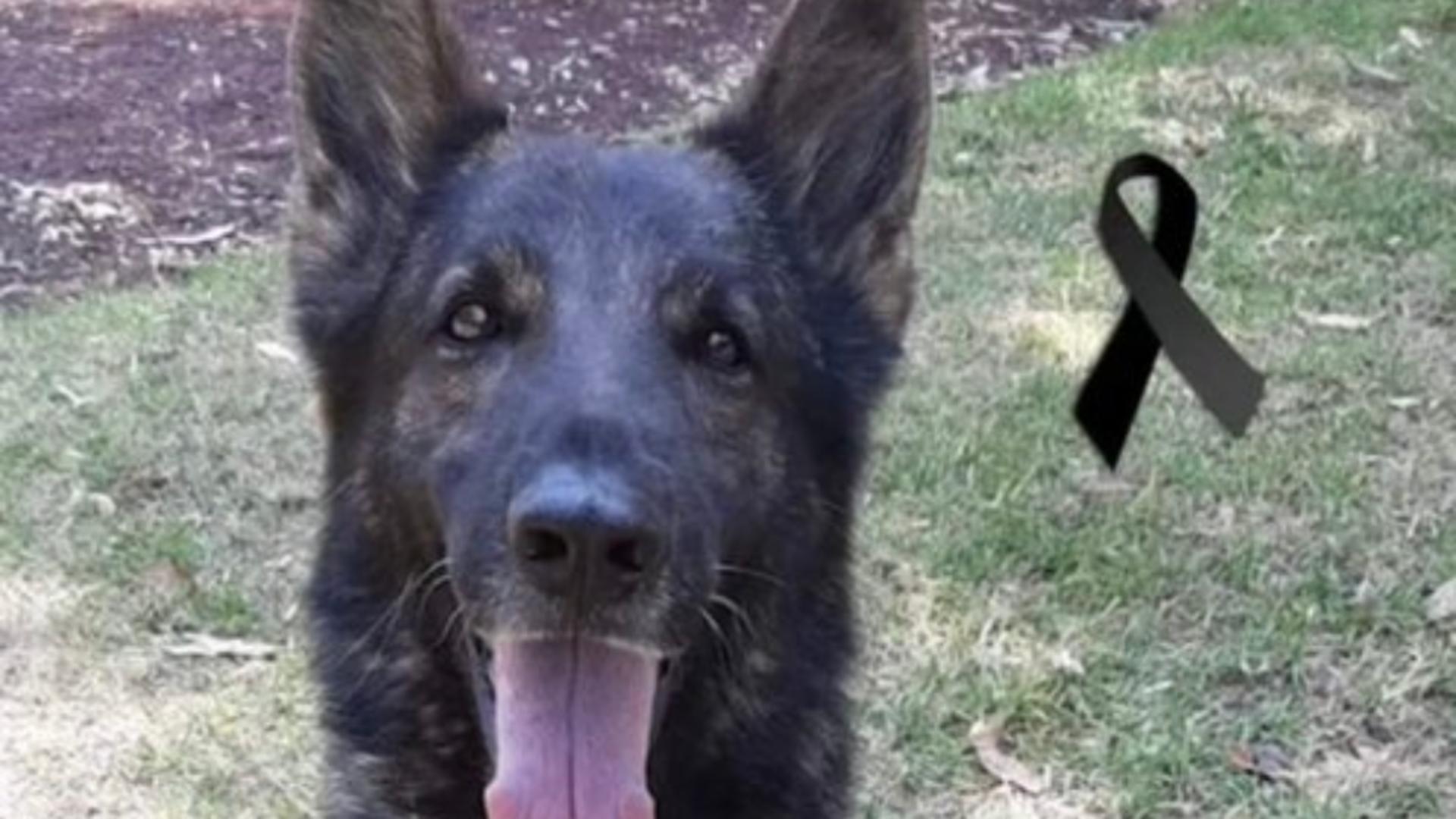 Un câine salvator în Turcia a murit în timpul unei intervenții