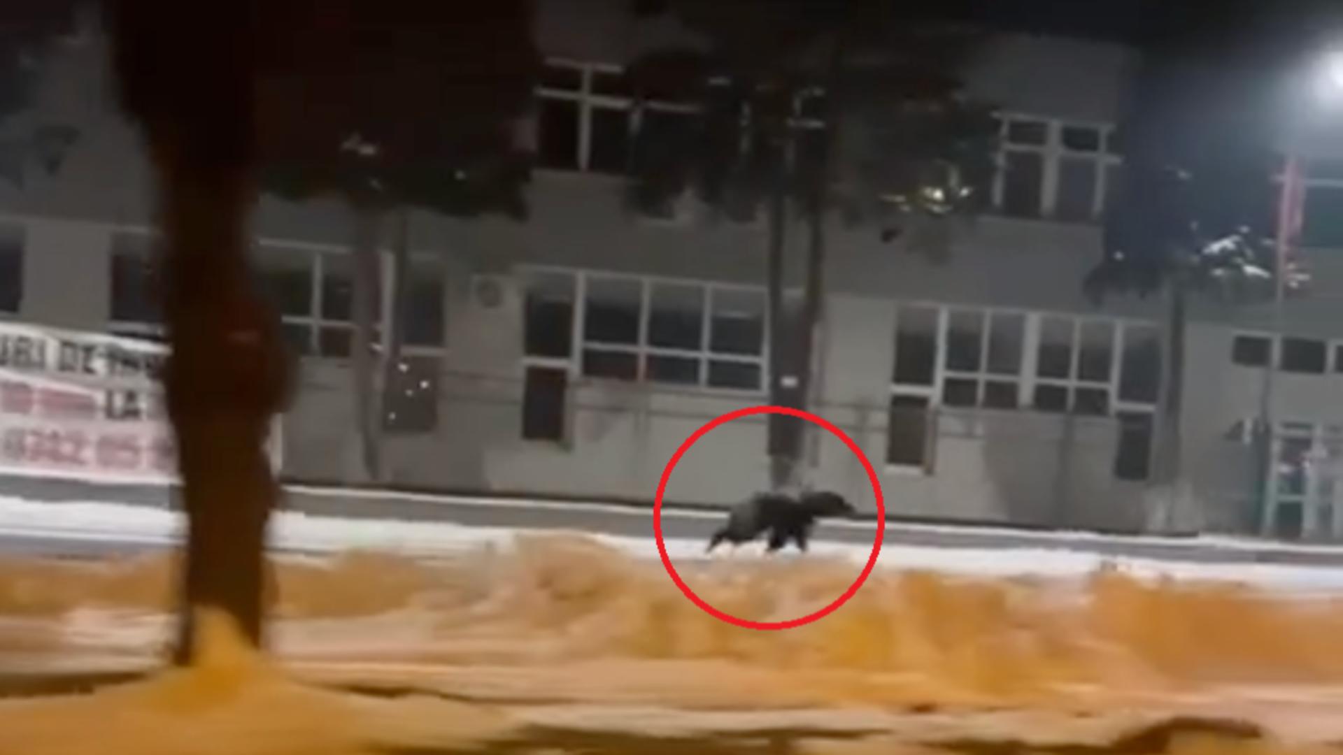 Urs pe străzile din Sibiu/ Captură video Ora de Sibiu