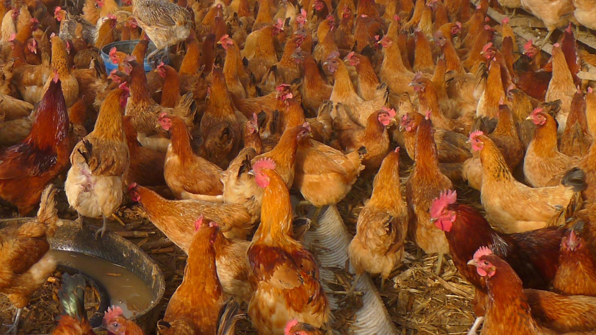 OMS, avertisment sumbru: O nouă criză sanitară globală - Cât de periculoasă este gripa aviară pentru oameni