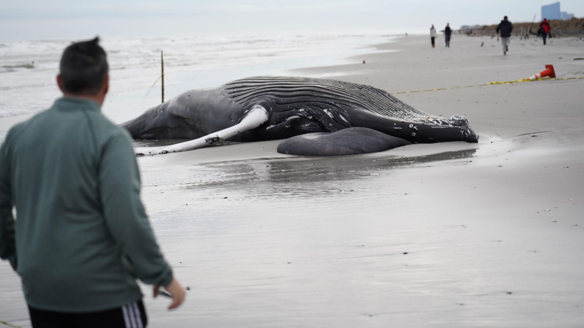 Balene eșuate din cauza cutremurului din Turcia. Foto/Profimedia