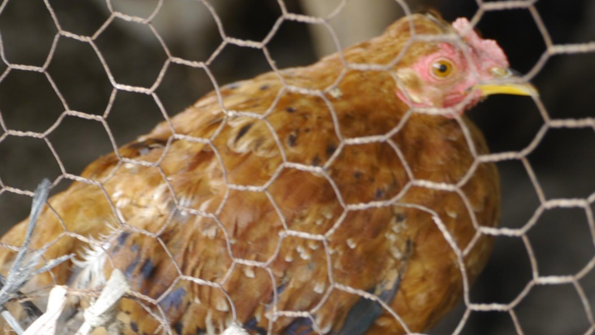 UE vrea să interzică ținerea păsărilor în cuști. Motivul: vor face „stres de izolare”