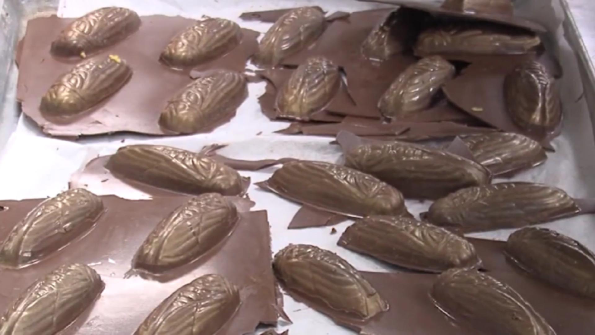 Ciocolata cu insecte – noul desert care face furori printre americani