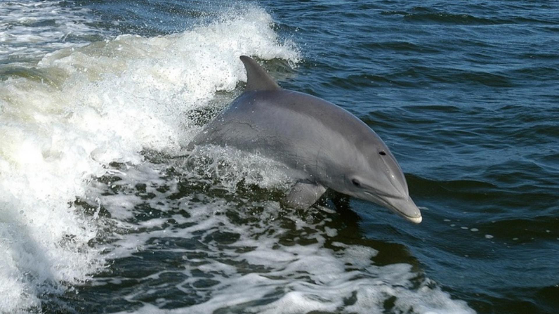 Fenomen ciudat: delfinii au migrat din Marea Neagră în Dunăre