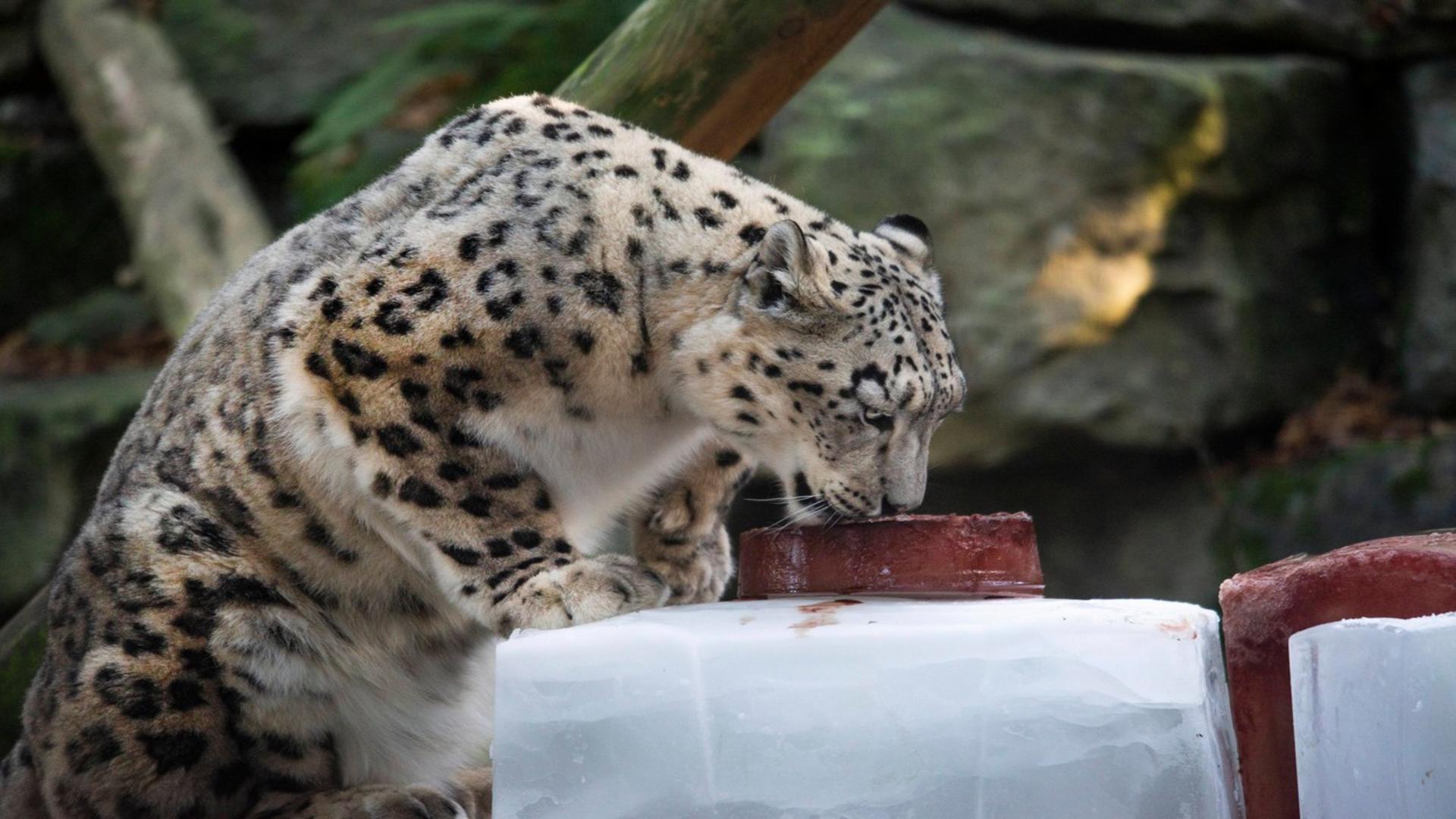 Leopardul de Amur / Foto: Profi Media