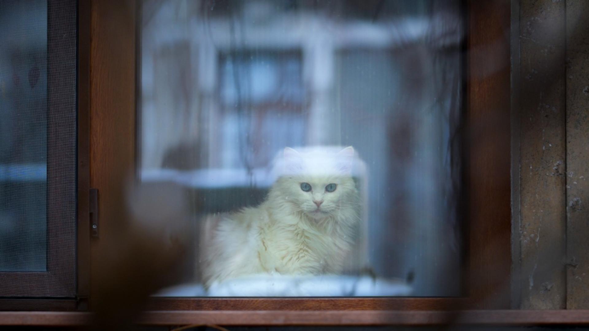Pisică la geam/ Profimedia