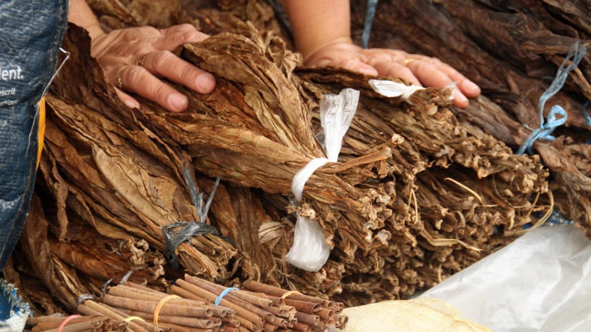 Polițiștii au descoperit  8 tone de frunze de tutun şi 1 tonă de tutun tocat într-o hală din Popești Leordeni