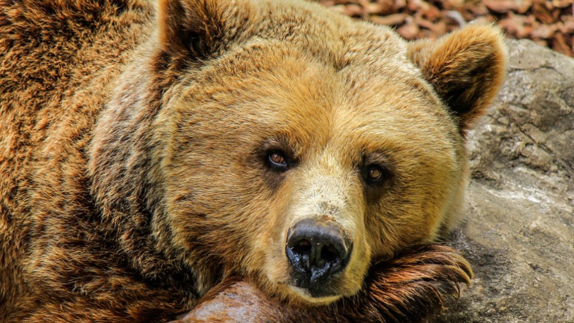 Vânzarea de trofee de urși ar putea fi interzisă, iar carnea din braconaj cinegetic donată caselor de bătrâni 