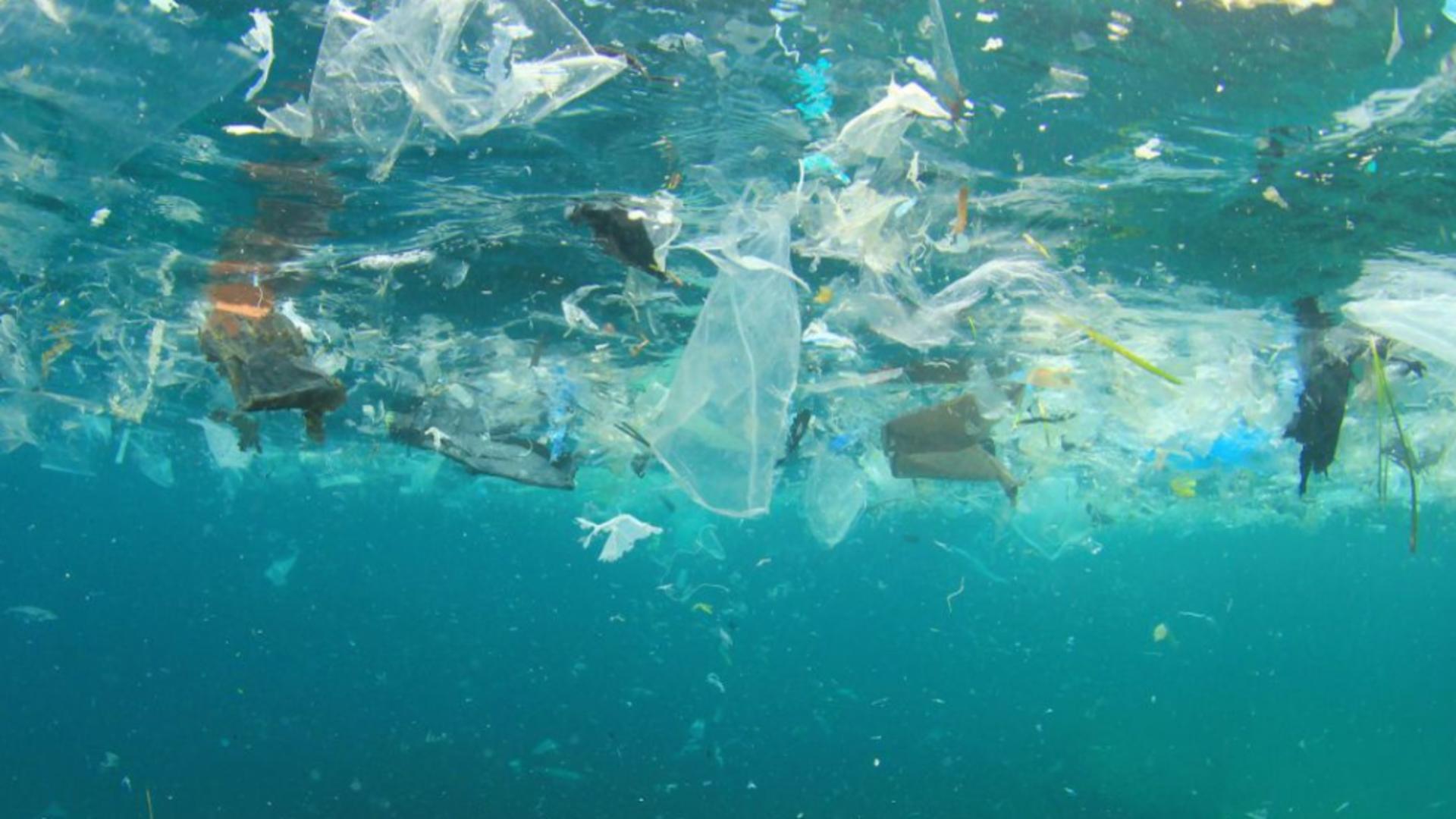 Marea Neagră, primul loc în topul celor mai poluate mări din Europa - Plasticul face ravagii în fauna marină