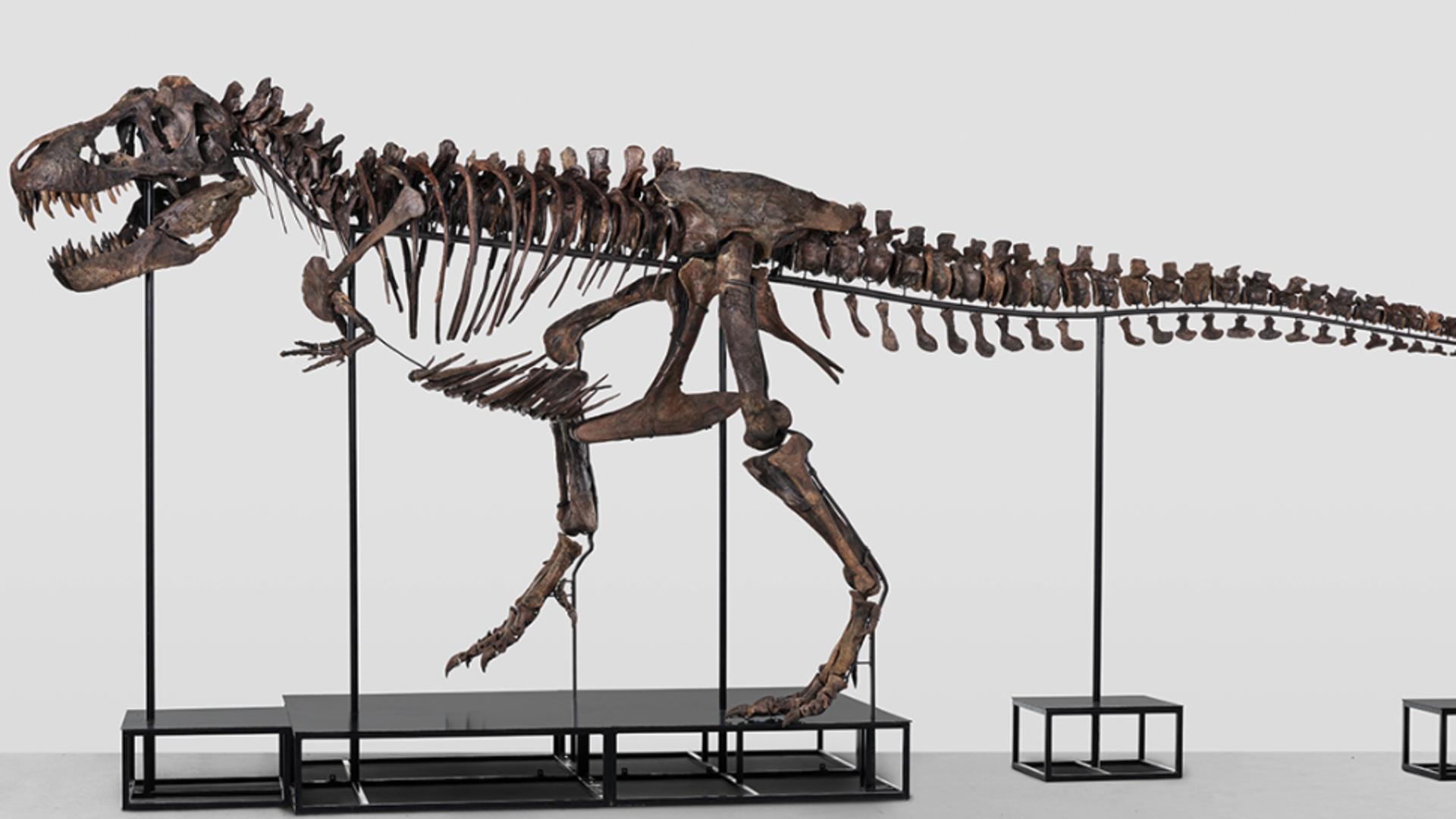 O casă de licitații vinde un schelet de dinozaur. Prețul astronomic cerut pentru reptila preistorică