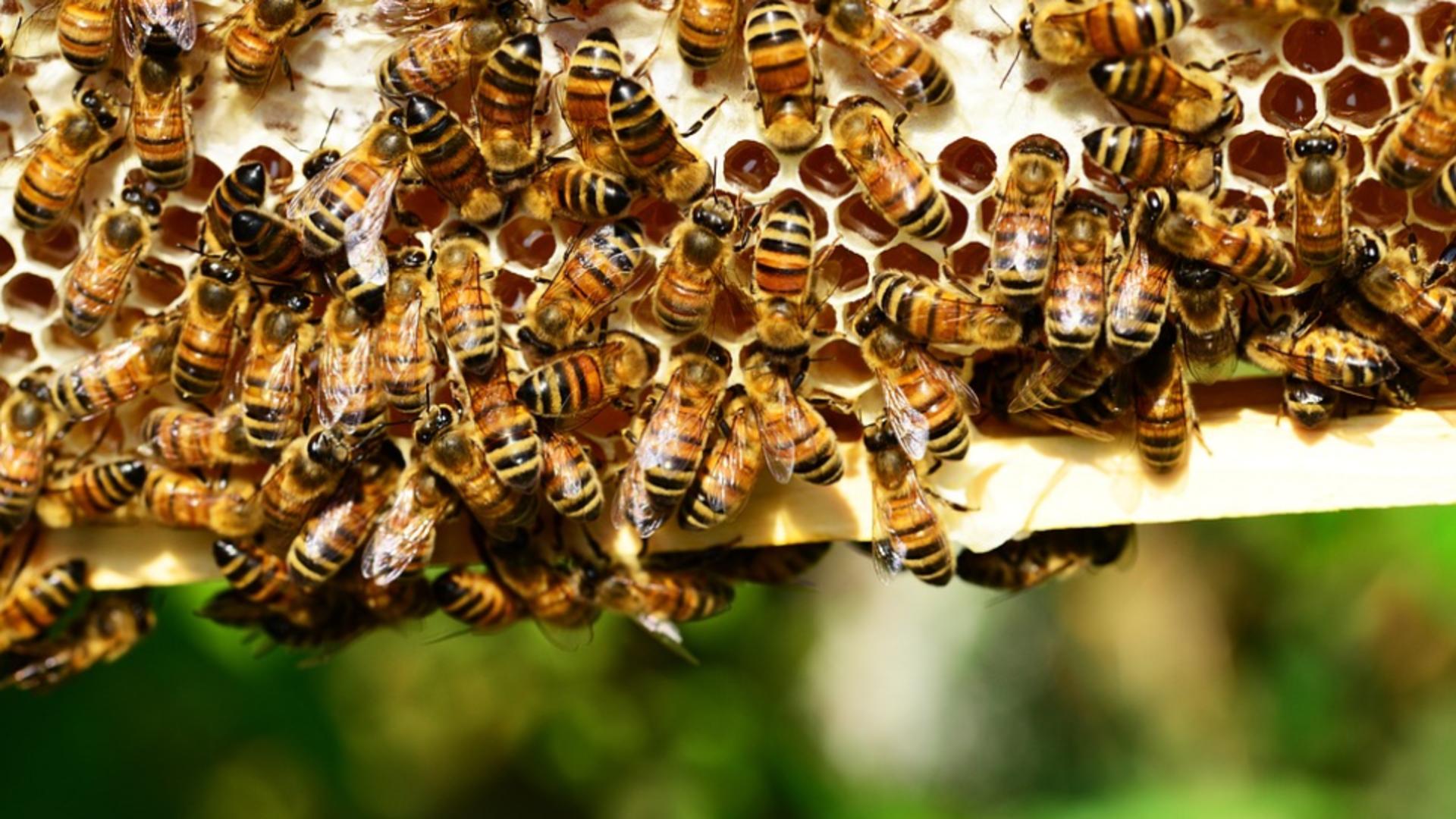 Efectele devastatoare ale caniculei asupra albinelor. Producția de miere, afectată iremediabil de temperaturile ridicate