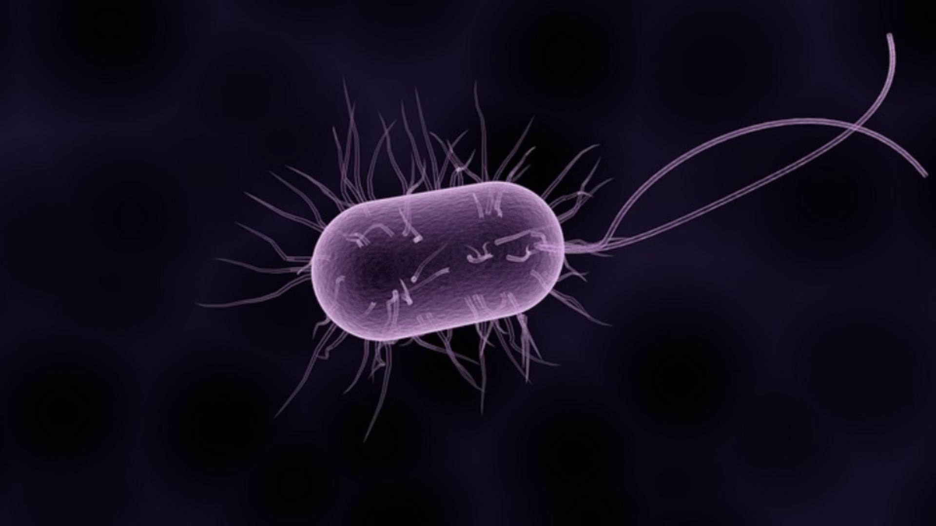 Alertă medicală: două bacterii extrem de răspândite NU mai răspund la antibiotice