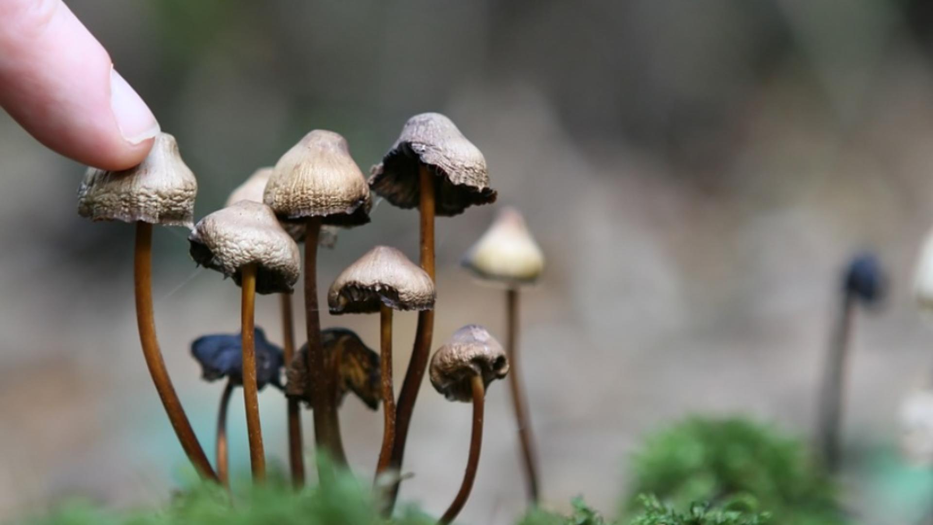 DIICOT a descoperit un laborator de LSD și ciuperci halucinogene în Covasna